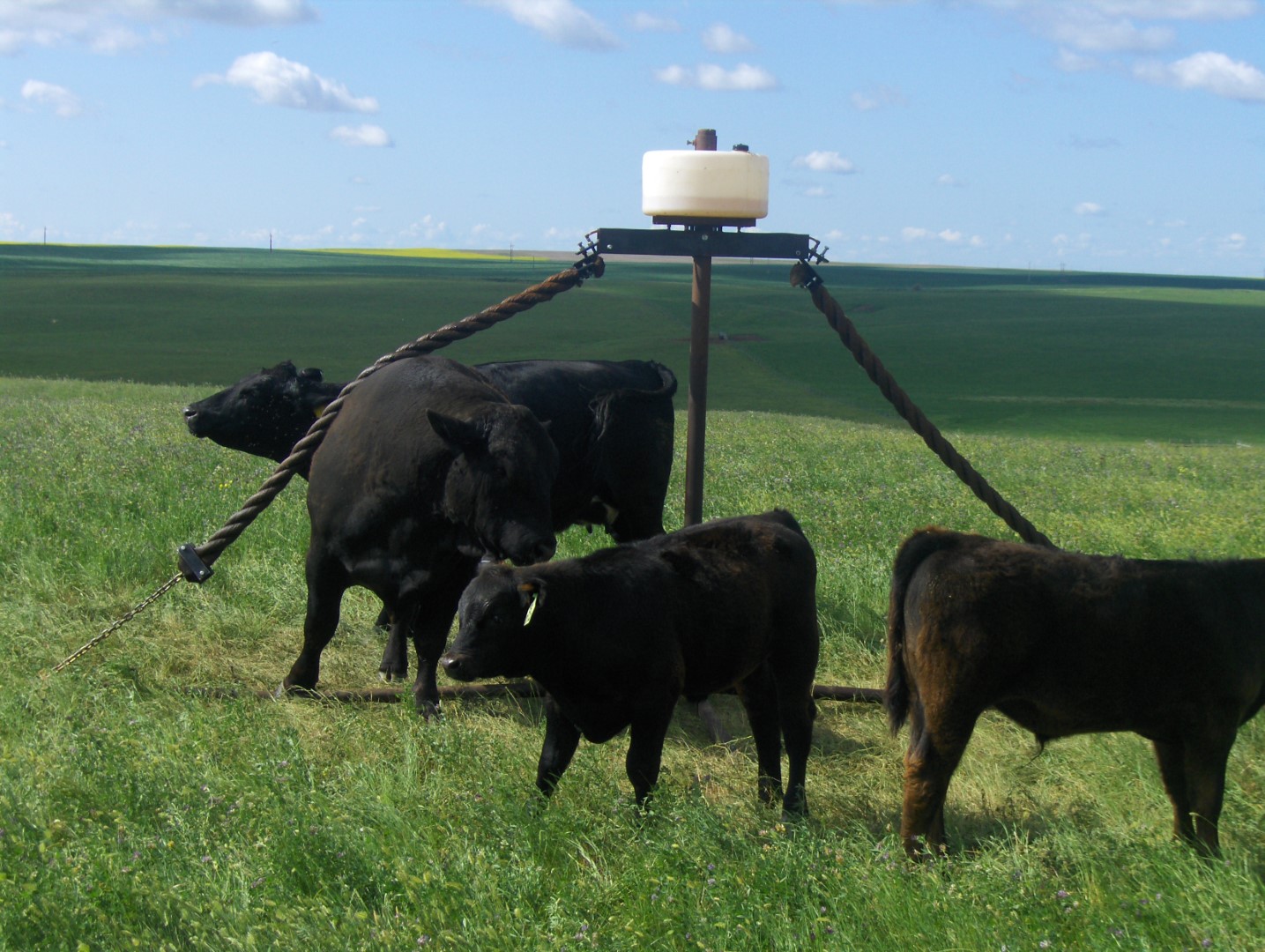 cows using a cattle oiler rope