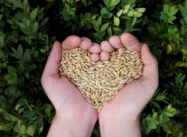 hands holding wheat in a heart shape